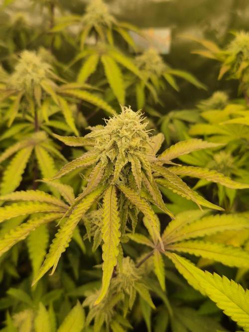 Zoapz 34 - HnnyHmp. Week 12