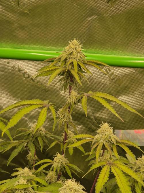 Zoapz 34 - HnnyHmp. Week 12