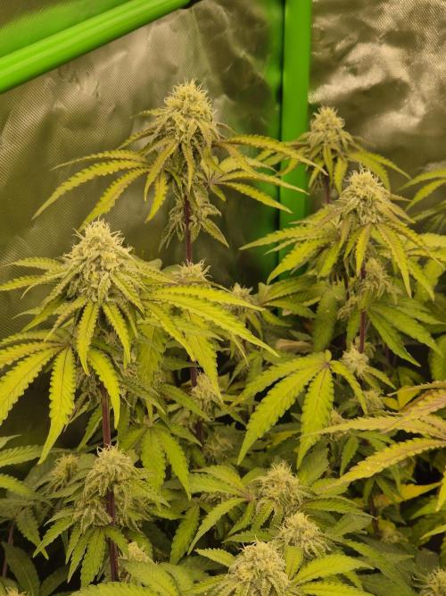Zoapz 34 - HnnyHmp. Week 12