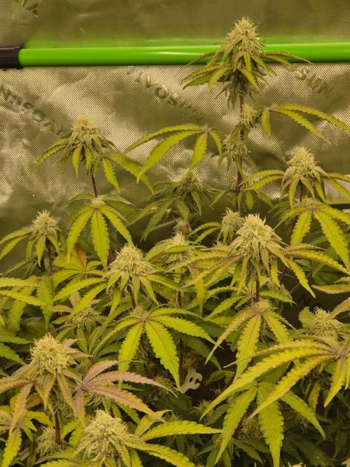 Zoapz 34 - HnnyHmp. Week 12