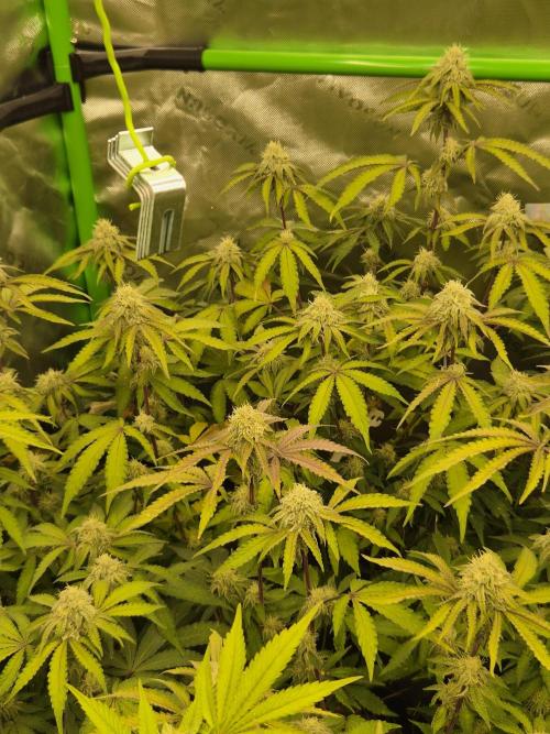 Zoapz 34 - HnnyHmp. Week 12