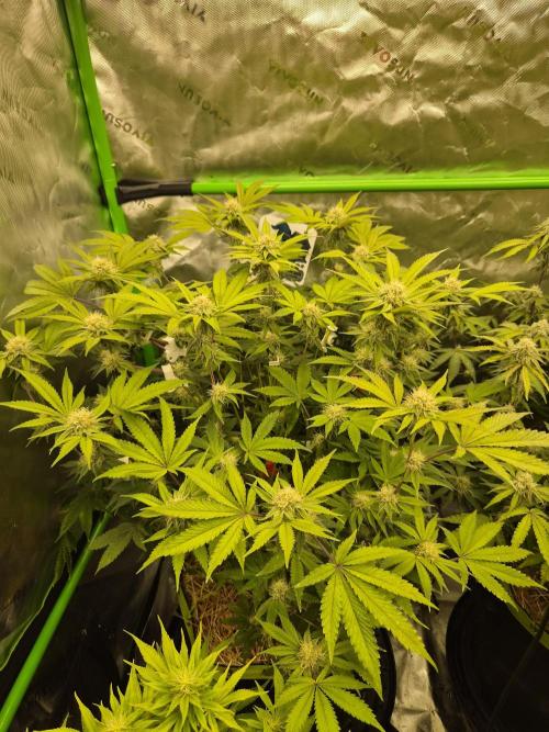 Gas Gimlet - Wizard Trees #3. Week 12