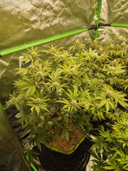 Gas Gimlet - Wizard Trees #3. Week 12