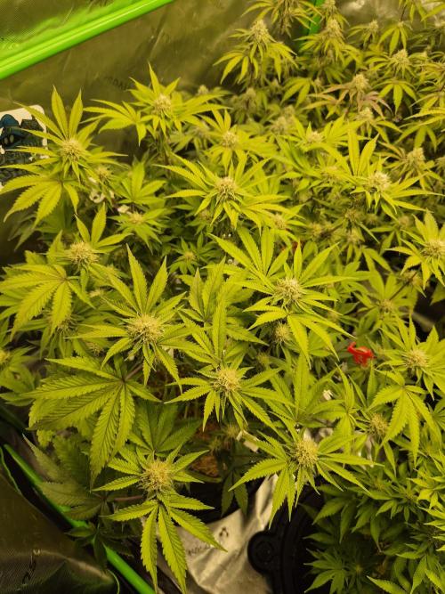 Gas Gimlet - Wizard Trees #3. Week 12