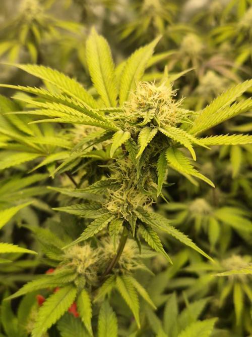 Gas Gimlet - Wizard Trees #3. Week 12