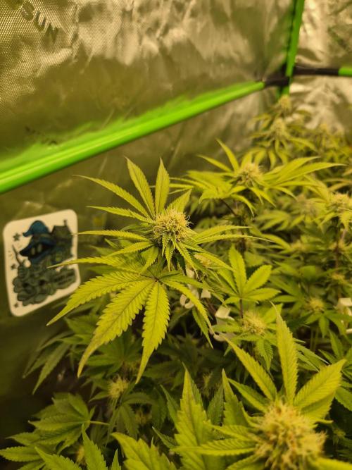 Gas Gimlet - Wizard Trees #3. Week 12