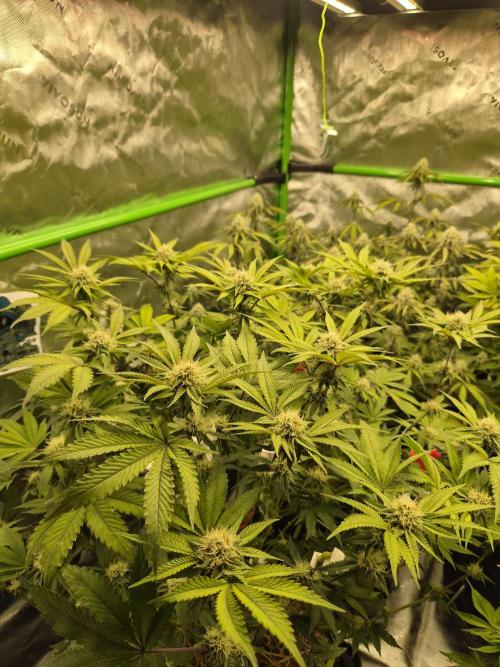 Gas Gimlet - Wizard Trees #3. Week 12