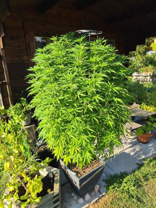 Slushberry Mintz - Outdoor vs Indoor. Week 18