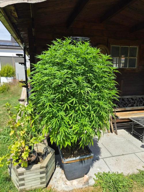 Slushberry Mintz - Outdoor vs Indoor. Week 18