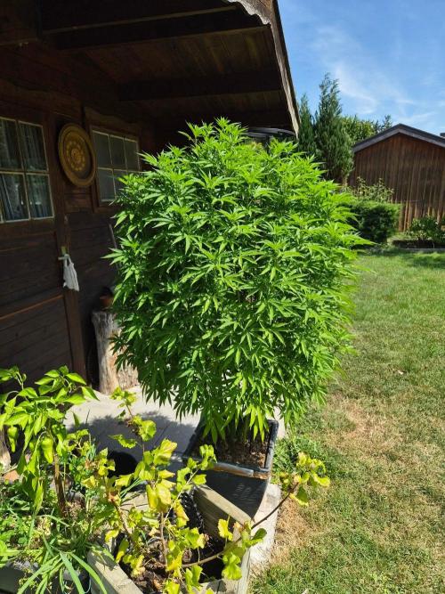 Slushberry Mintz - Outdoor vs Indoor. Week 18