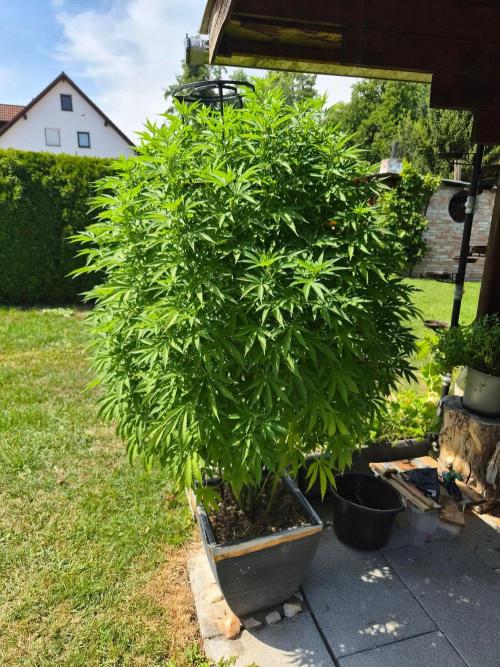 Slushberry Mintz - Outdoor vs Indoor. Week 18