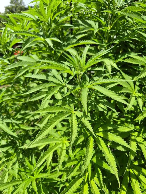 Slushberry Mintz - Outdoor vs Indoor. Week 18