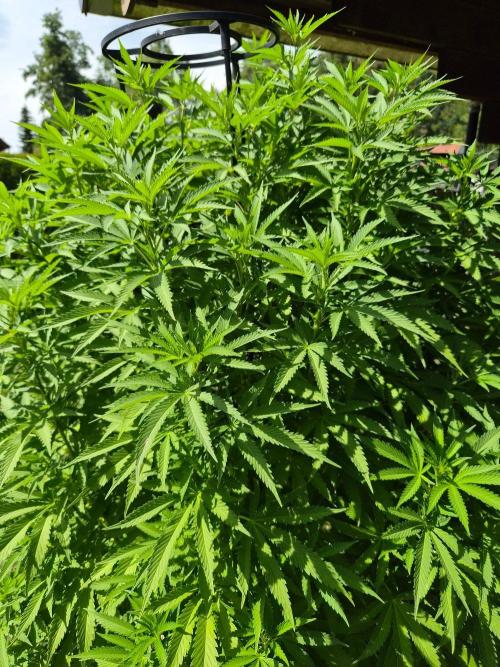 Slushberry Mintz - Outdoor vs Indoor. Week 18