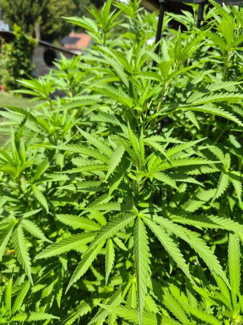 Slushberry Mintz - Outdoor vs Indoor. Week 18
