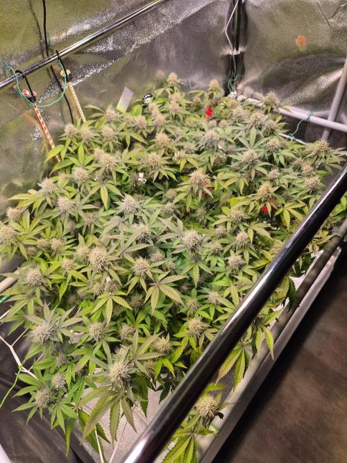Slushberry Mintz - Outdoor vs Indoor. Week 18