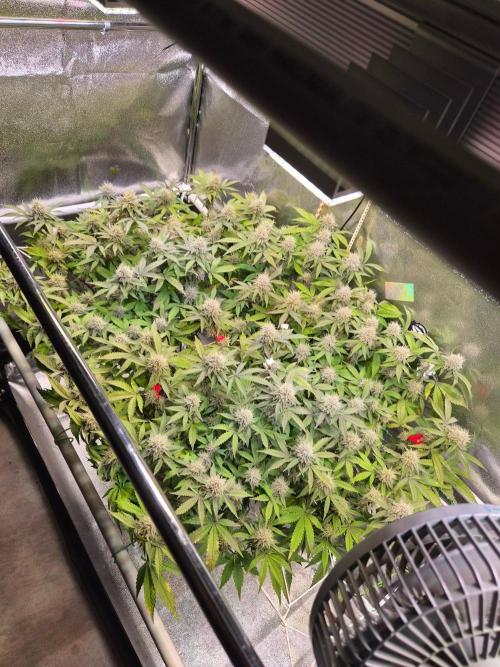 Slushberry Mintz - Outdoor vs Indoor. Week 18