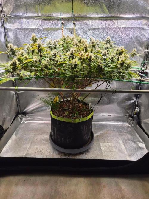 Slushberry Mintz - Outdoor vs Indoor. Week 18