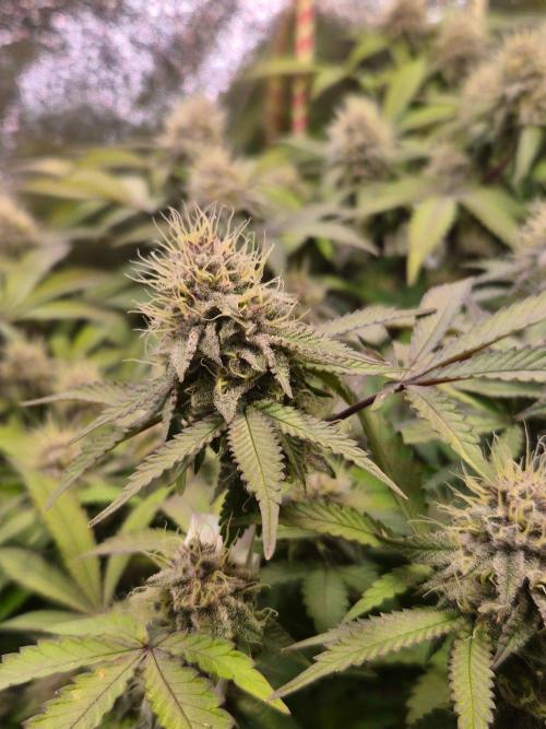 Slushberry Mintz - Outdoor vs Indoor. Week 18