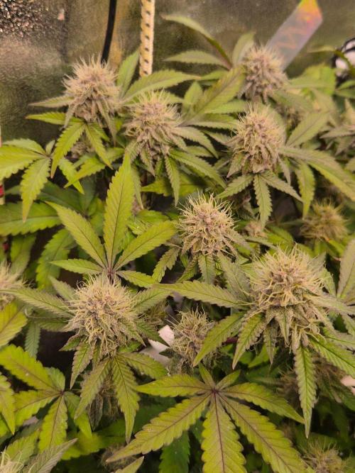 Slushberry Mintz - Outdoor vs Indoor. Week 18