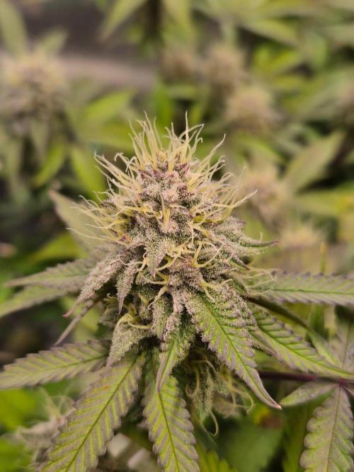Slushberry Mintz - Outdoor vs Indoor. Week 18