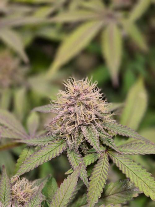 Slushberry Mintz - Outdoor vs Indoor. Week 18