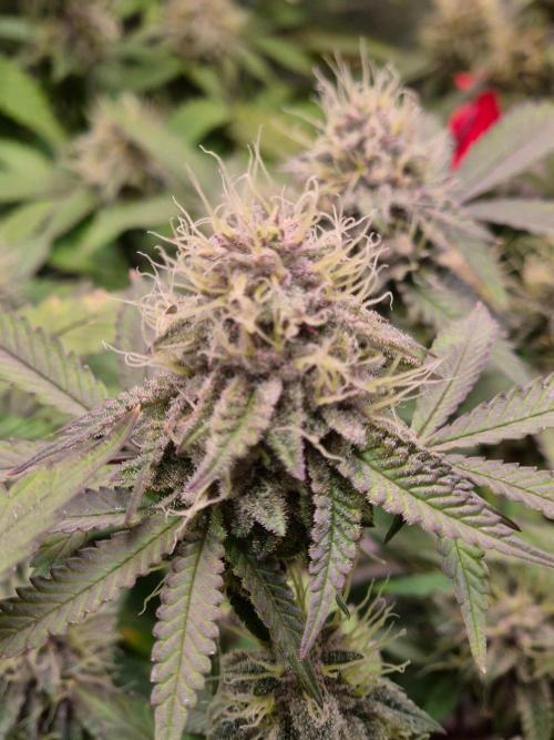 Slushberry Mintz - Outdoor vs Indoor. Week 18