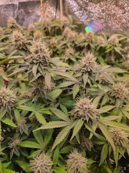 Slushberry Mintz - Outdoor vs Indoor. Week 18