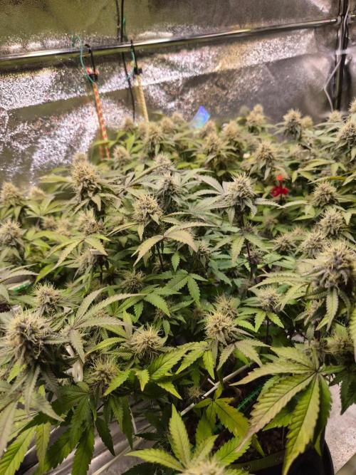 Slushberry Mintz - Outdoor vs Indoor. Week 18