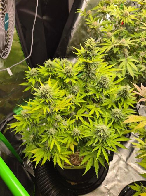 Geist Grow – Geist Grow OG S1. Week 13