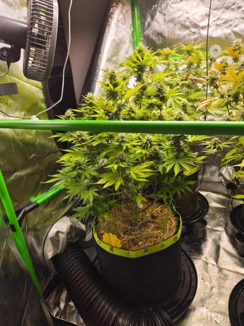Geist Grow – Geist Grow OG S1. Week 13