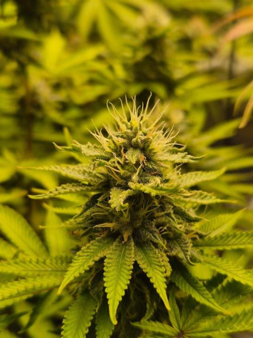 Geist Grow – Geist Grow OG S1. Week 13