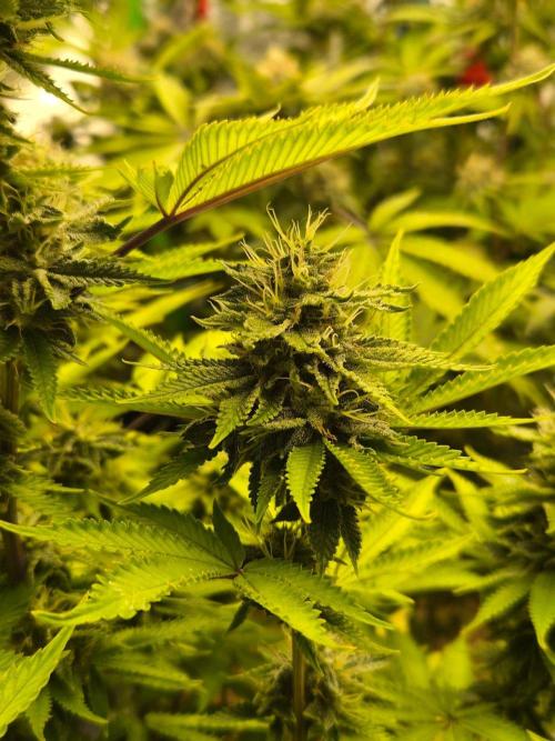 Geist Grow – Geist Grow OG S1. Week 13