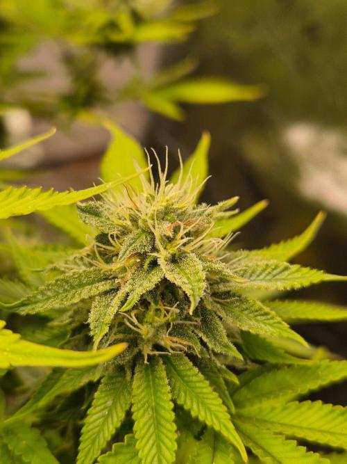 Geist Grow – Geist Grow OG S1. Week 13