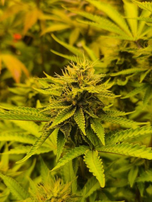 Geist Grow – Geist Grow OG S1. Week 13