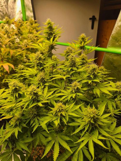 Geist Grow – Geist Grow OG S1. Week 13