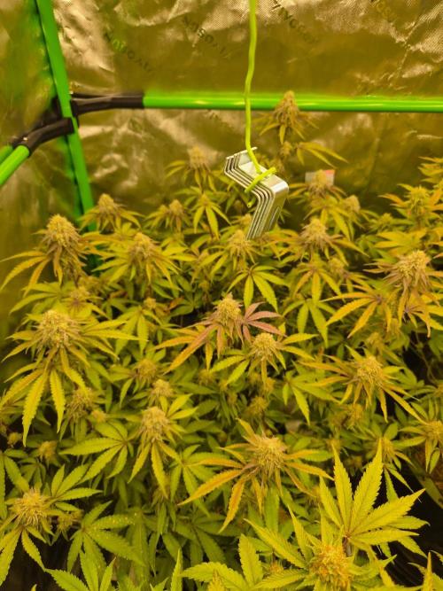 Zoapz 34 - HnnyHmp. Week 13