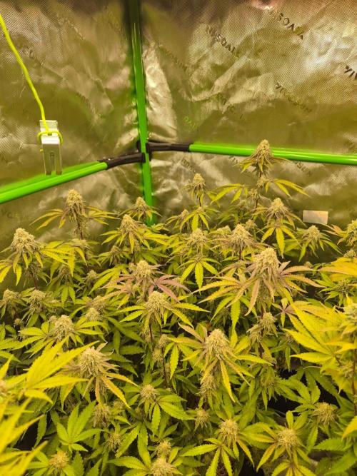 Zoapz 34 - HnnyHmp. Week 13