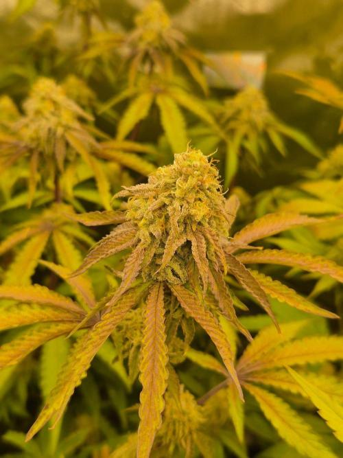 Zoapz 34 - HnnyHmp. Week 13