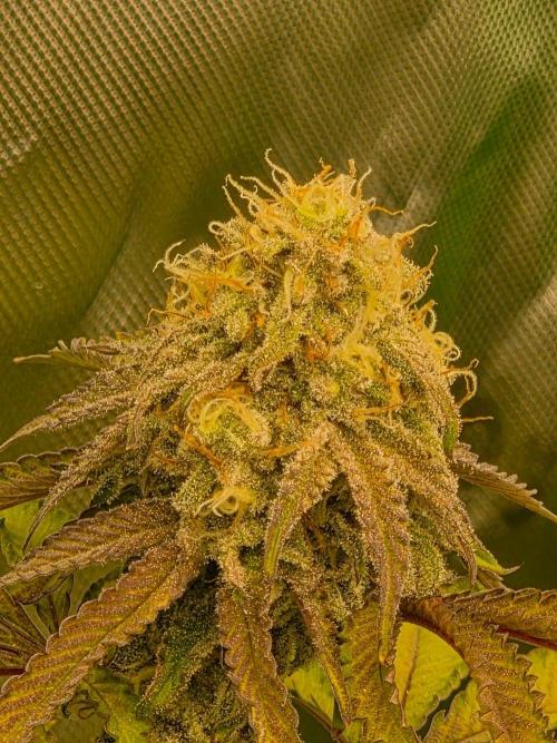 Zoapz 34 - HnnyHmp. Week 13