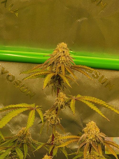 Zoapz 34 - HnnyHmp. Week 13
