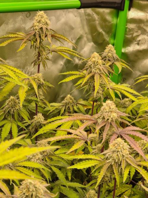 Zoapz 34 - HnnyHmp. Week 13