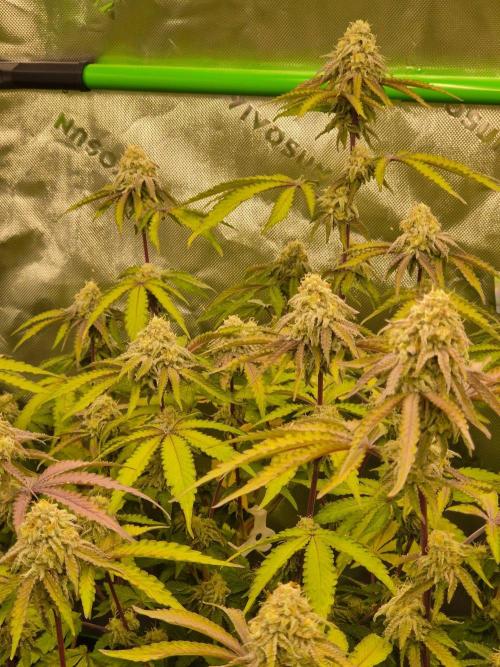 Zoapz 34 - HnnyHmp. Week 13