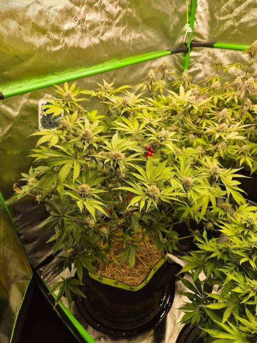 Gas Gimlet - Wizard Trees #3. Week 13