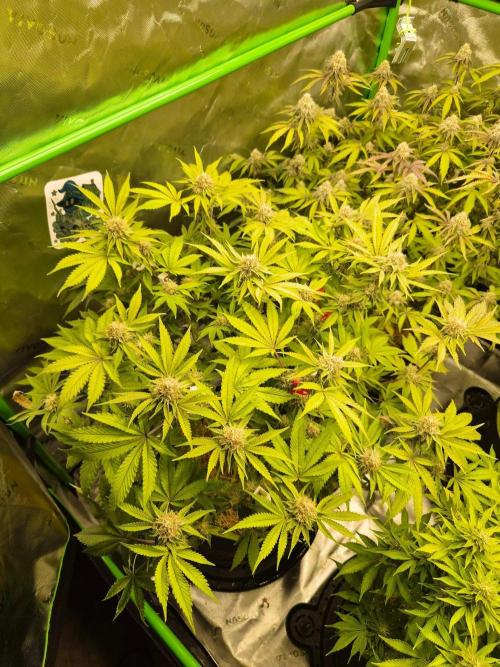 Gas Gimlet - Wizard Trees #3. Week 13