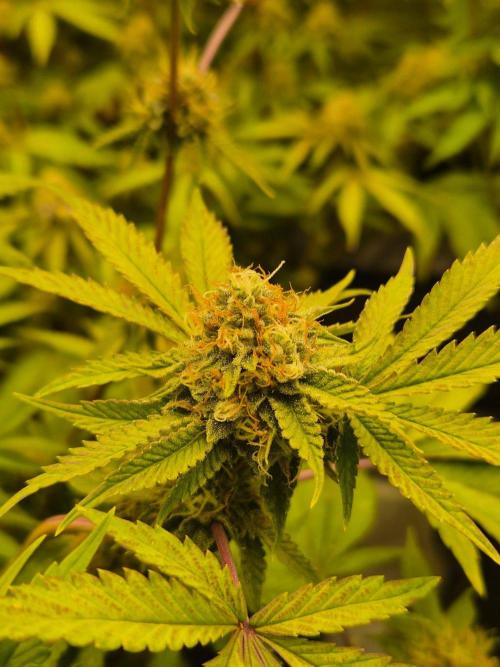 Gas Gimlet - Wizard Trees #3. Week 13
