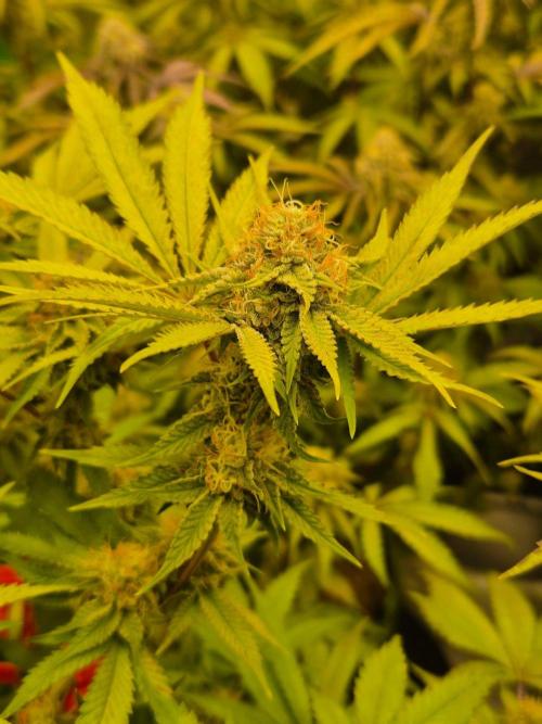 Gas Gimlet - Wizard Trees #3. Week 13