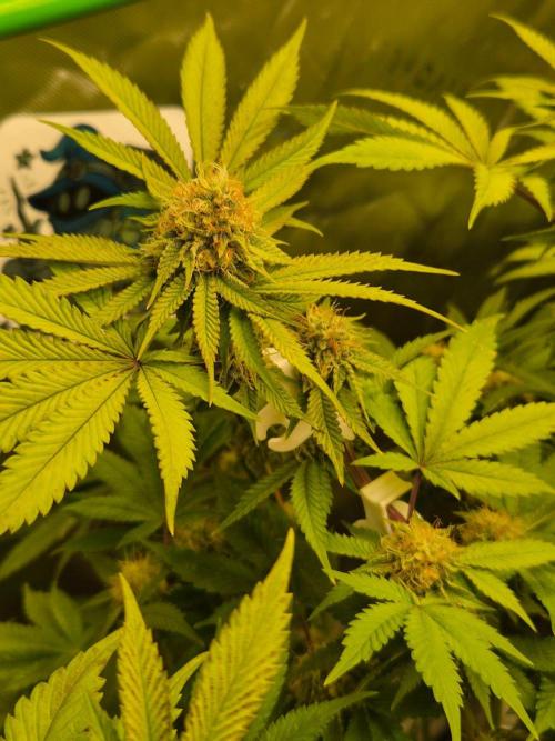 Gas Gimlet - Wizard Trees #3. Week 13