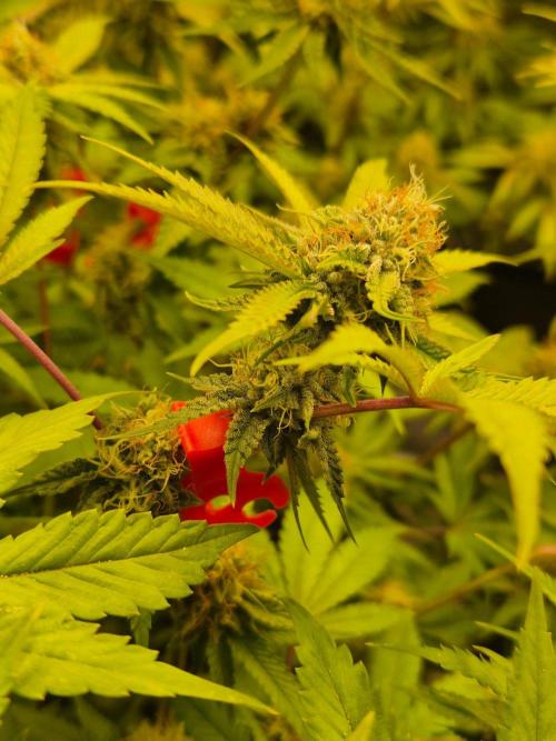 Gas Gimlet - Wizard Trees #3. Week 13