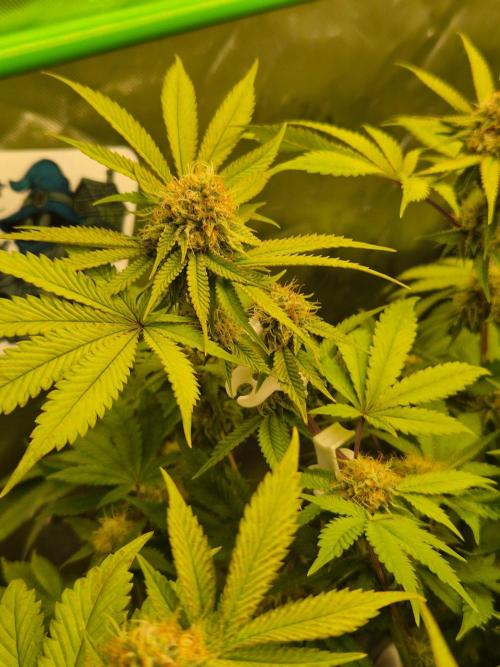 Gas Gimlet - Wizard Trees #3. Week 13