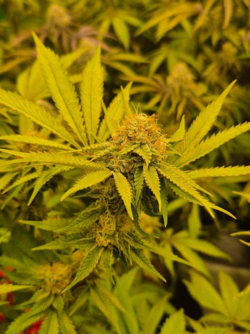 Gas Gimlet - Wizard Trees #3. Week 13